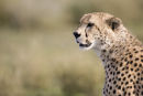 Cheetah Hunting (female)